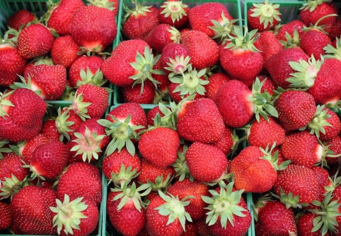 Pint containers overflowing with fresh farm picked strawberries.