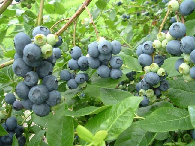 Blueberries hanging on the vine at Barrie Hill Farms.