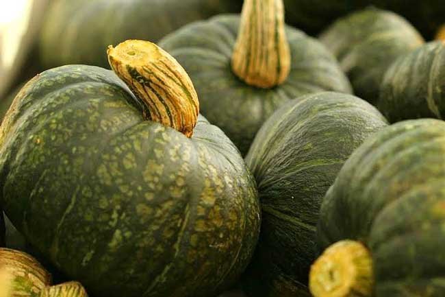 landscape photo of kabocha squash from Barrie Hill Farms