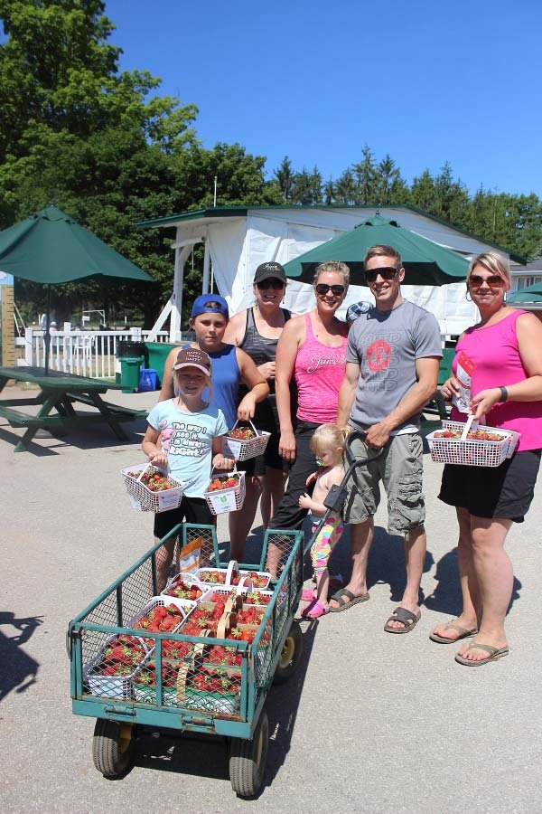 A family enjoying a sunny weekend at the farm picking strawberries.