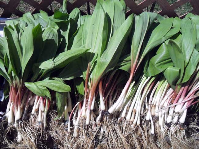 bunches of wild leeks lying on the soil
