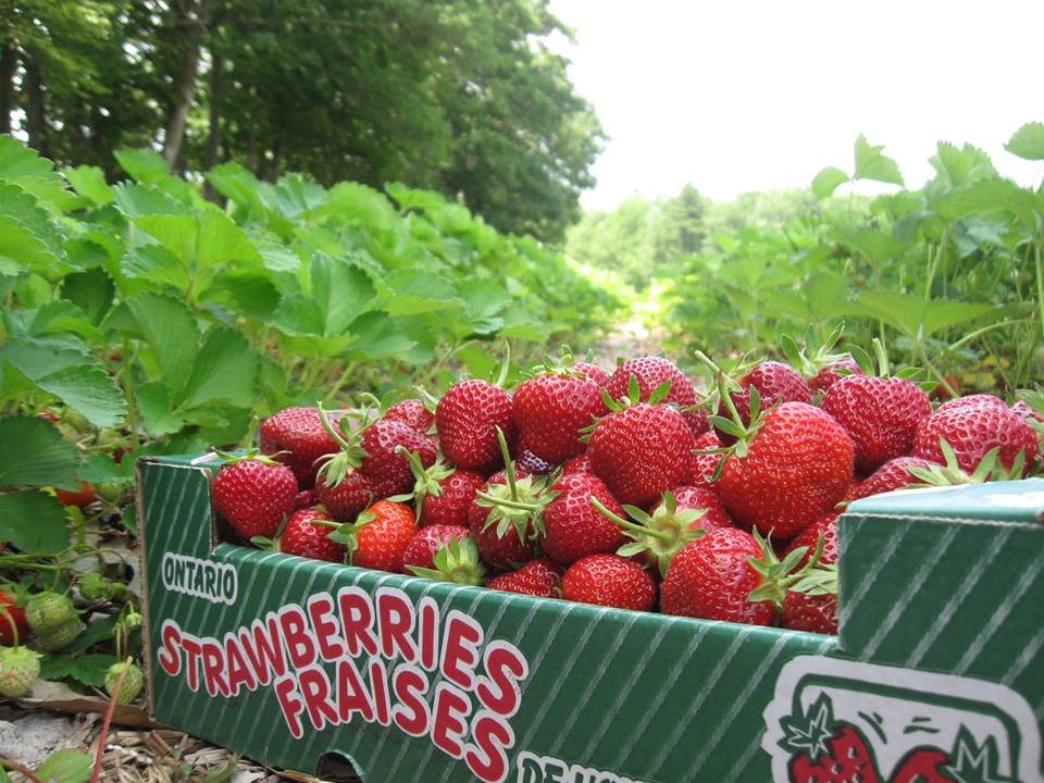 Pick Your Own Strawberries at Barrie Hill Farms