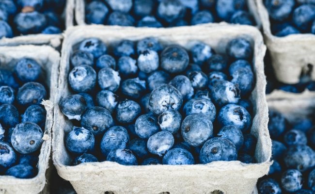 Blueberry-Picking-Offers-Sweetest-Experience
