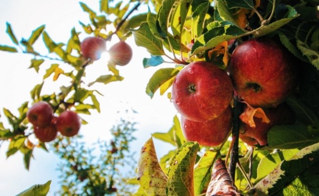 About Apple Picking Season at Barrie Hill Farms