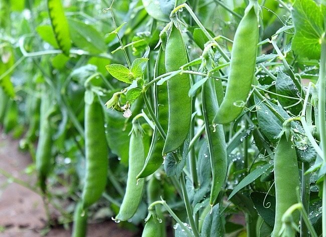 Fresh peas in the field