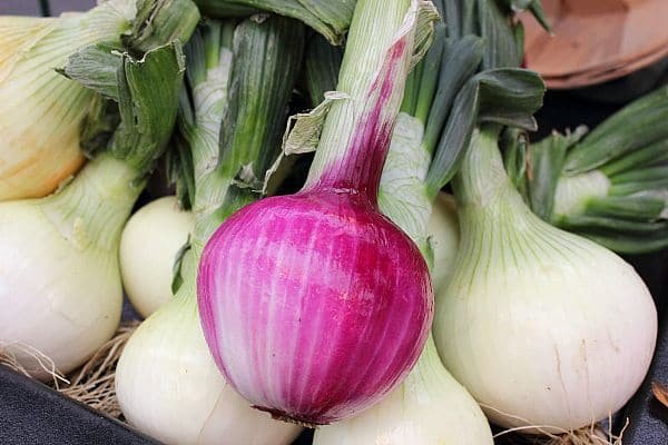 Fresh onions from Barrie Hill Farms