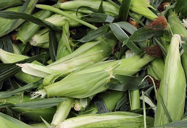 Fresh corn from Barrie Hill Farms