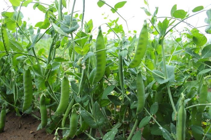 Fresh peas in the Barrie Hill Farms field
