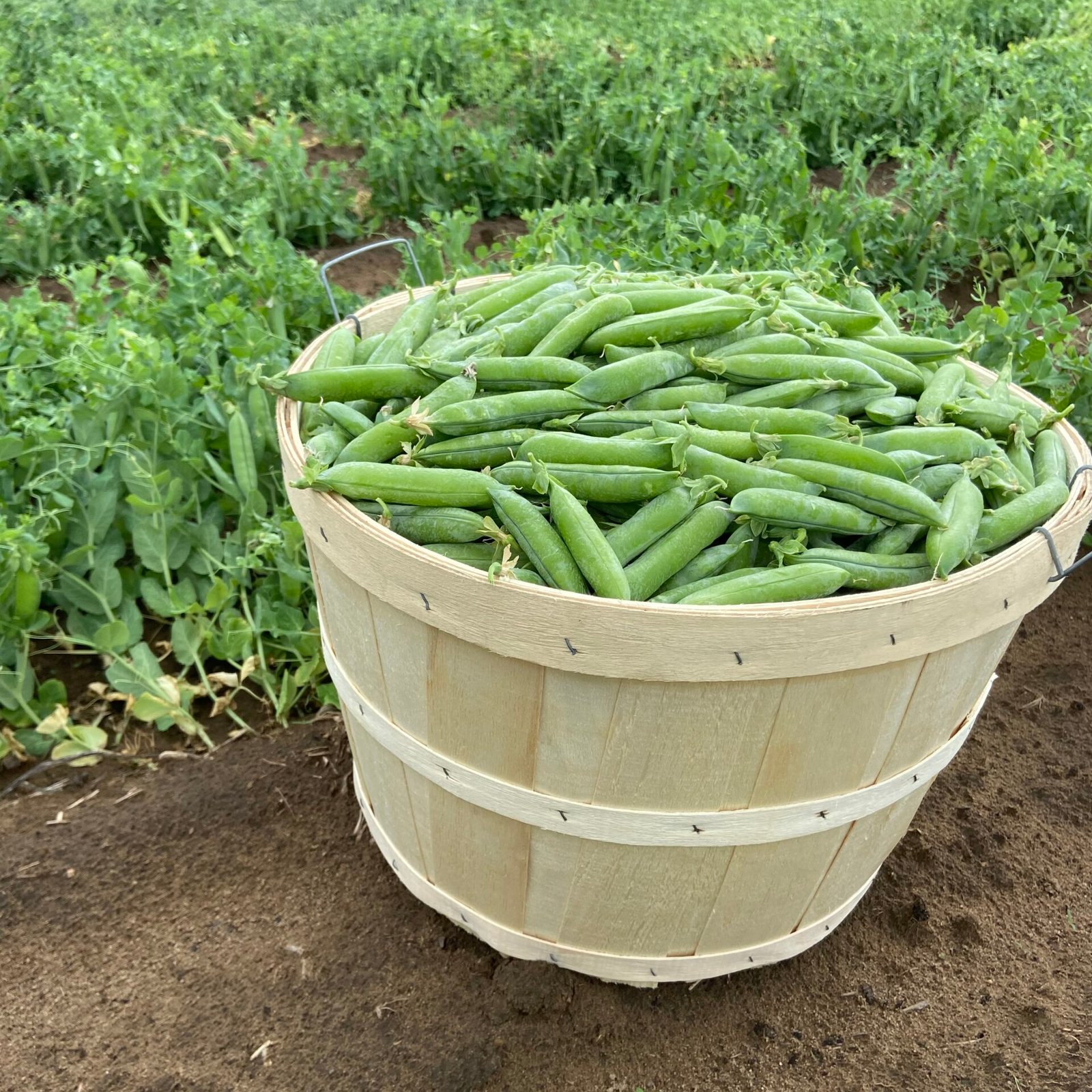 Bushel Regular Peas