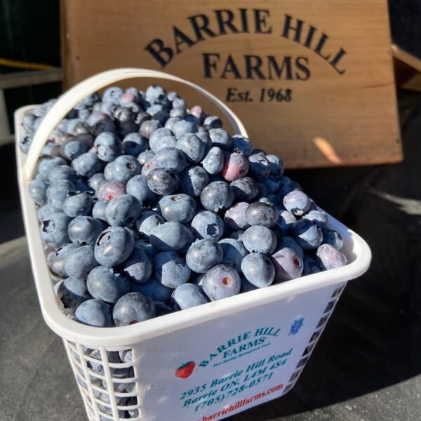 Barrie Hill Farms Blueberries