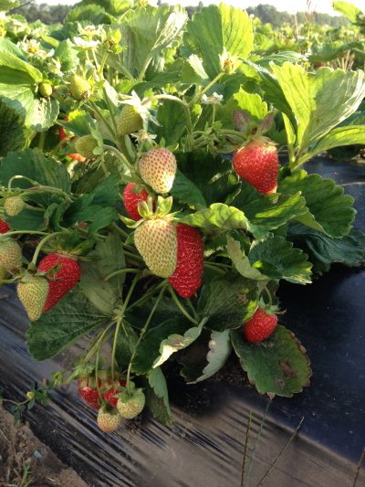 Fall Strawberry Planting