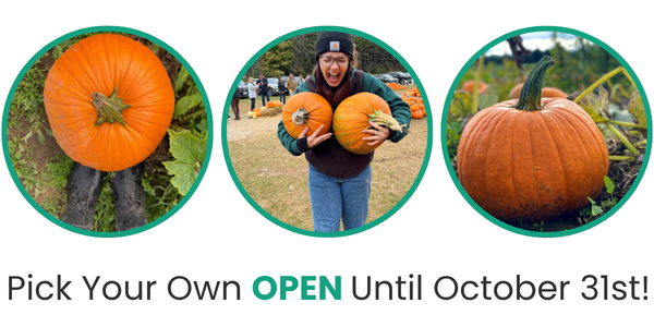pick your own pumpkins