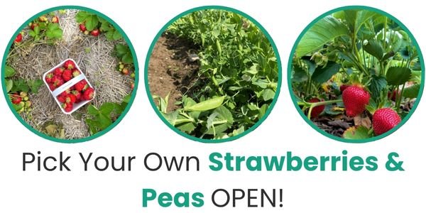 Pick your own strawberries and peas open