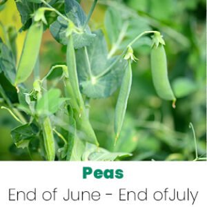 Pick Your Own Peas