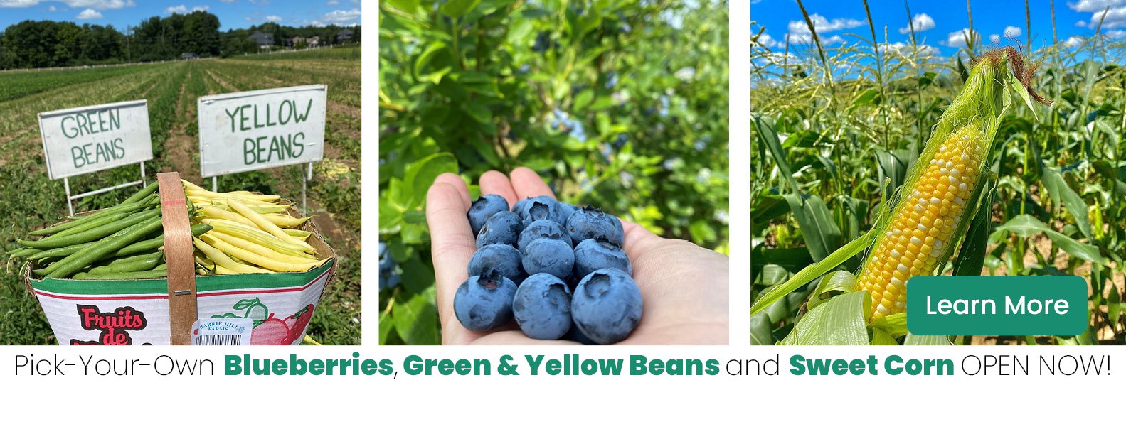 Pick Your Own Green and Yellow Beans, Sweet Corn and Blueberries