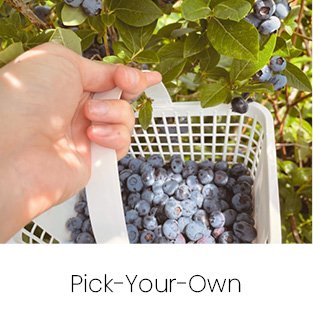 Pick-Your-Own Blueberries