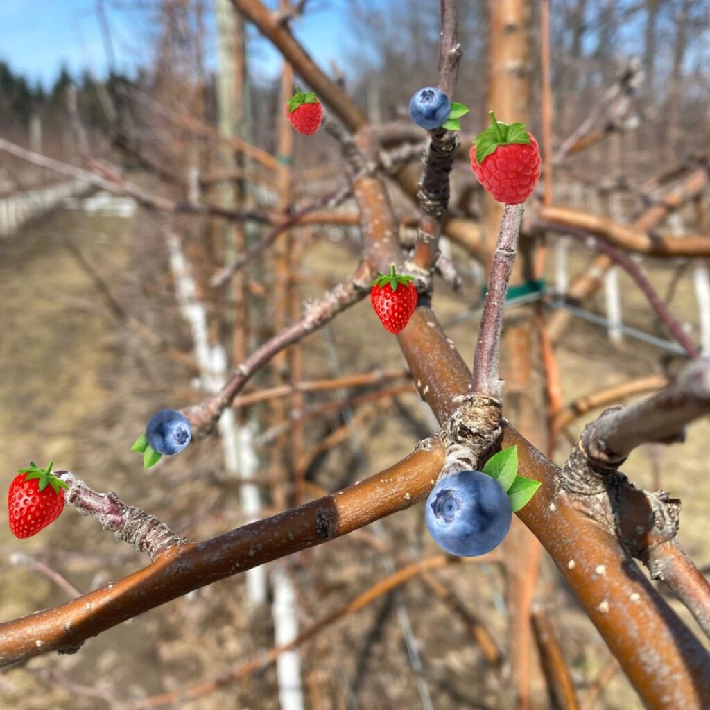 Bumbleberry bushes