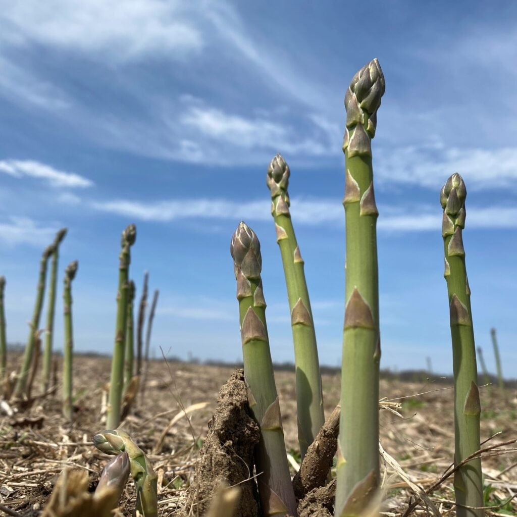 Pick-your-own asparagus