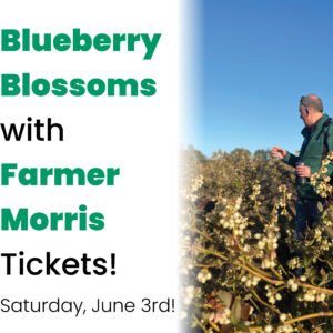 Blueberry Blossom Event Barrie Hill Farms