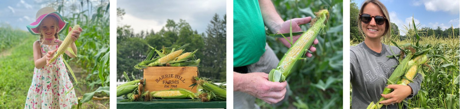 Sweet Corn Festival - Barrie Hill Farms