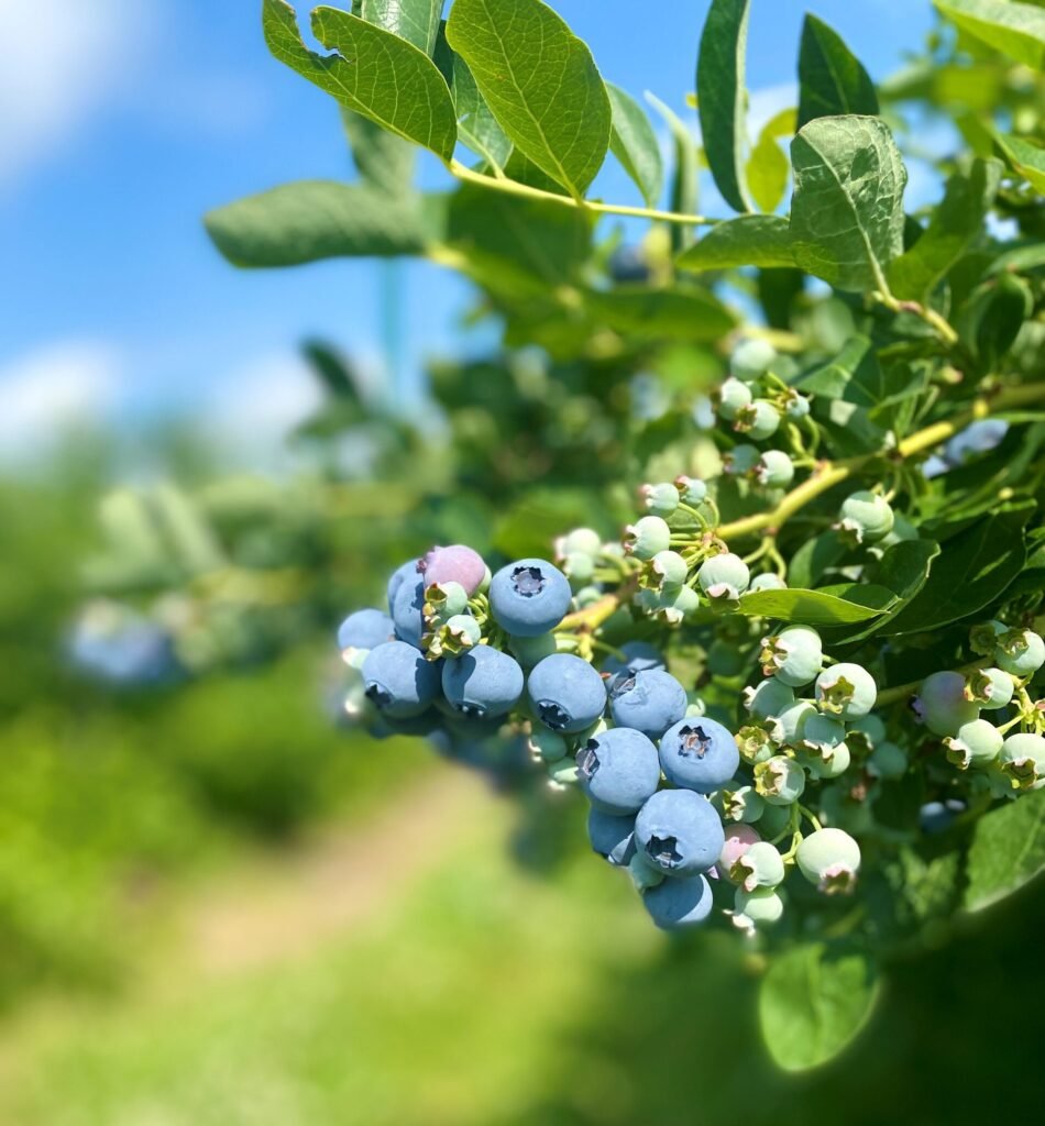 Upick blueberries