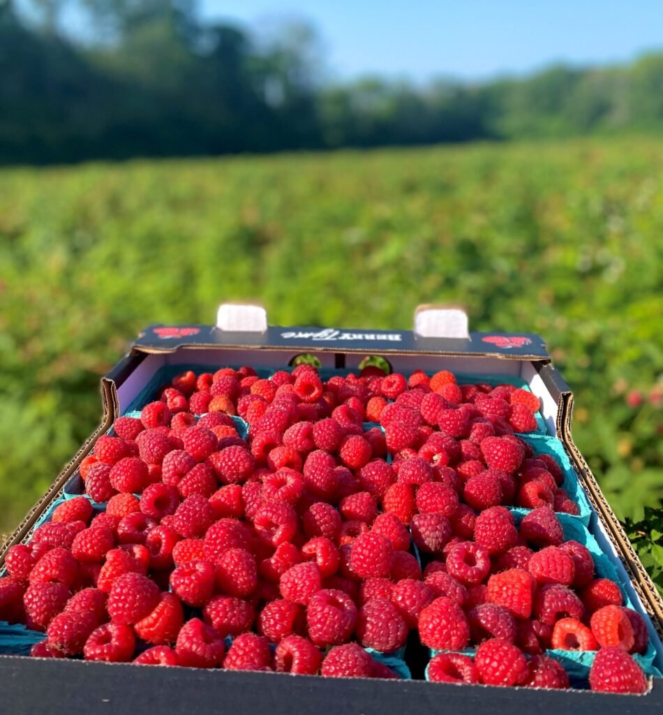 Flat of raspberries
