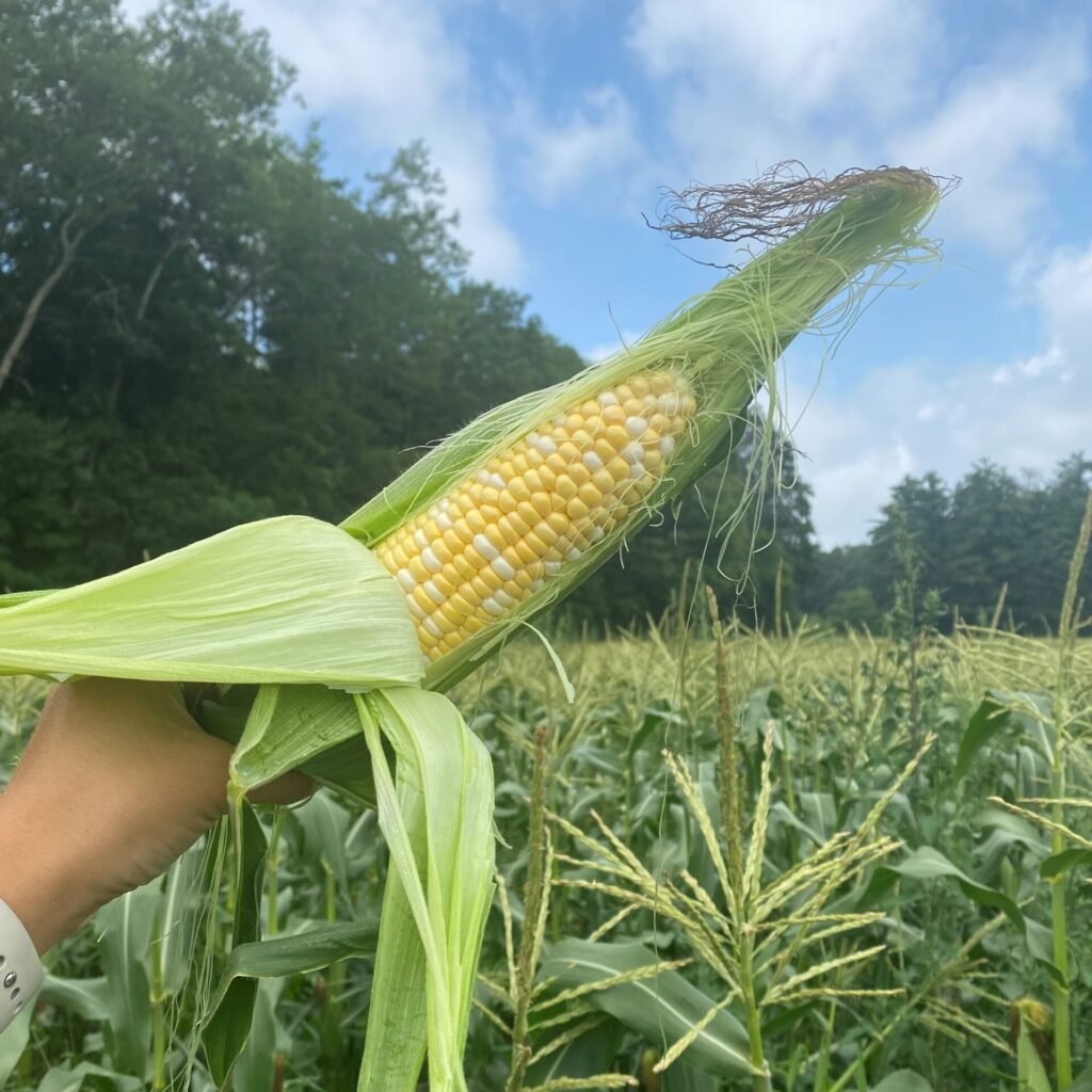 Corn Picking