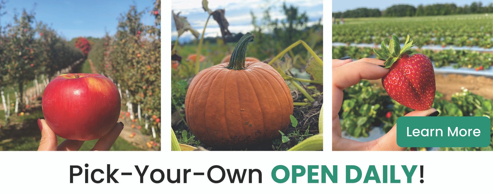 Pick your own pumpkins, apples and fall strawberries