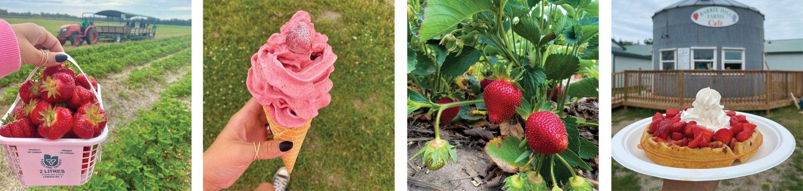 Strawberry Festival Barrie