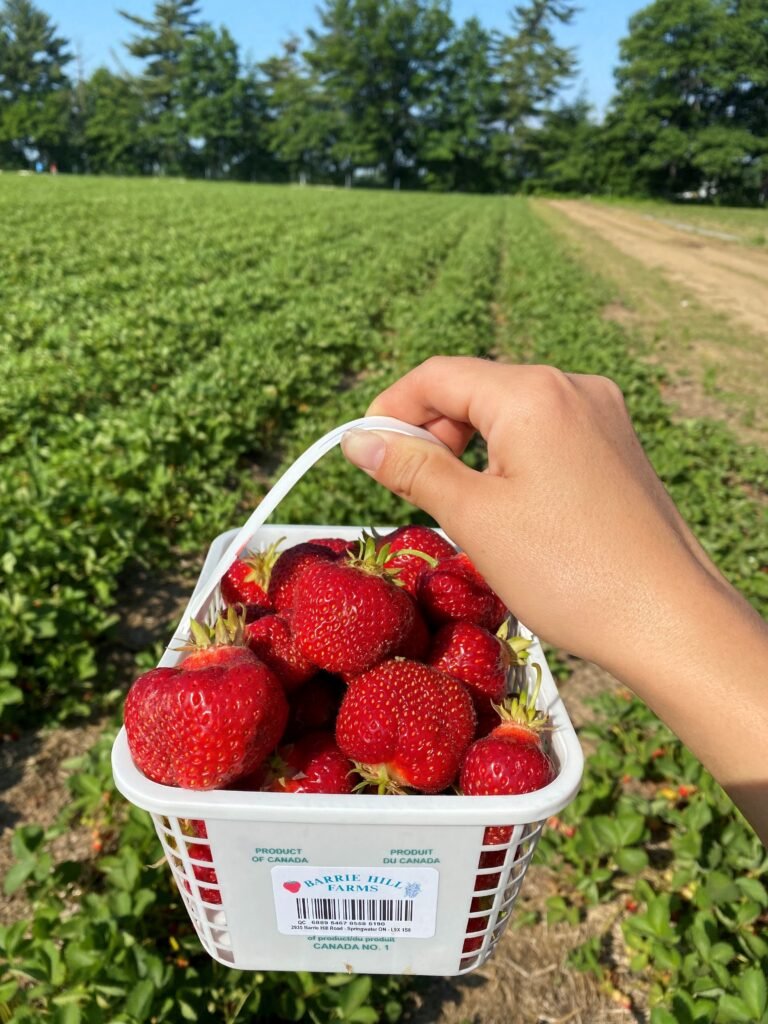 upick strawberries