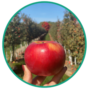upick apples