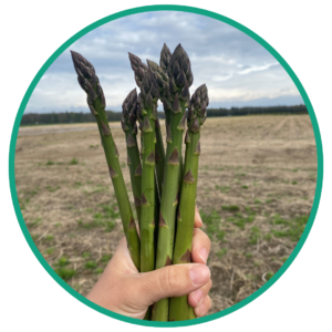 upick asparagus