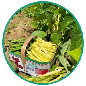 Upick Beans
