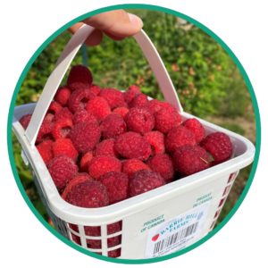 upick raspberries