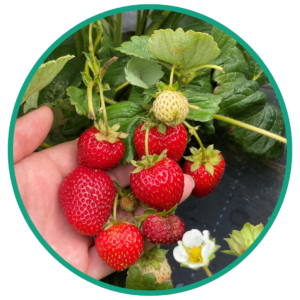 Upick Strawberries