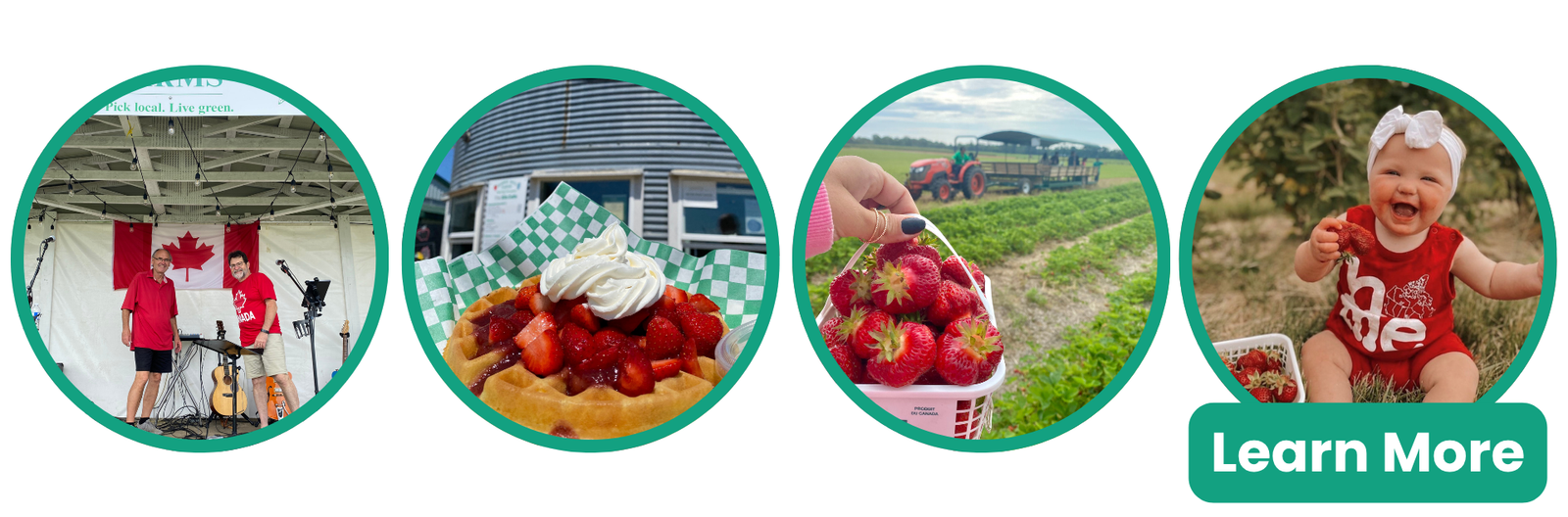 Canada Day Strawberry Picking