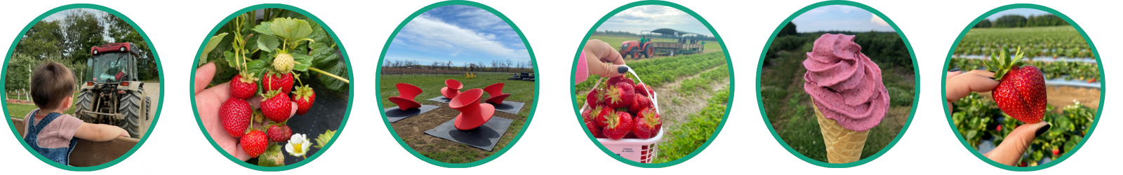 Upick Strawberries