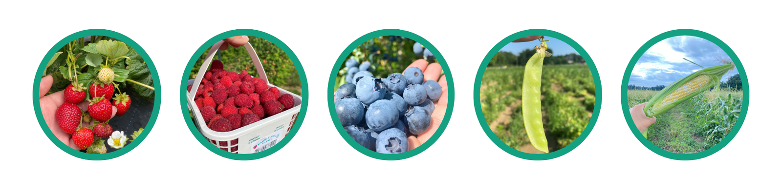 pick your own strawberries, raspberries, blueberries, corn and peas