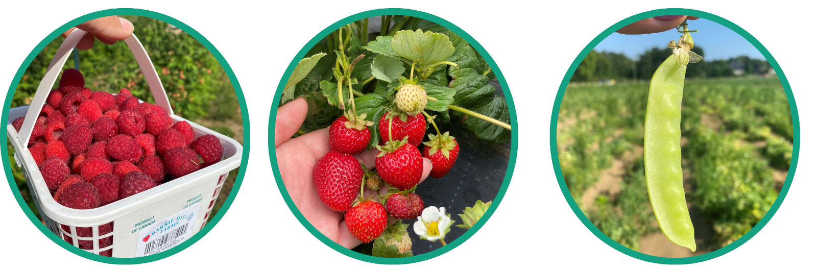 pick your own raspberries, strawberries, peas