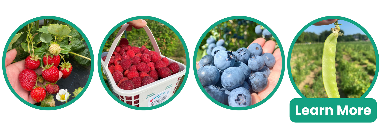 Pick your own strawberries, blueberries, raspberries and peas