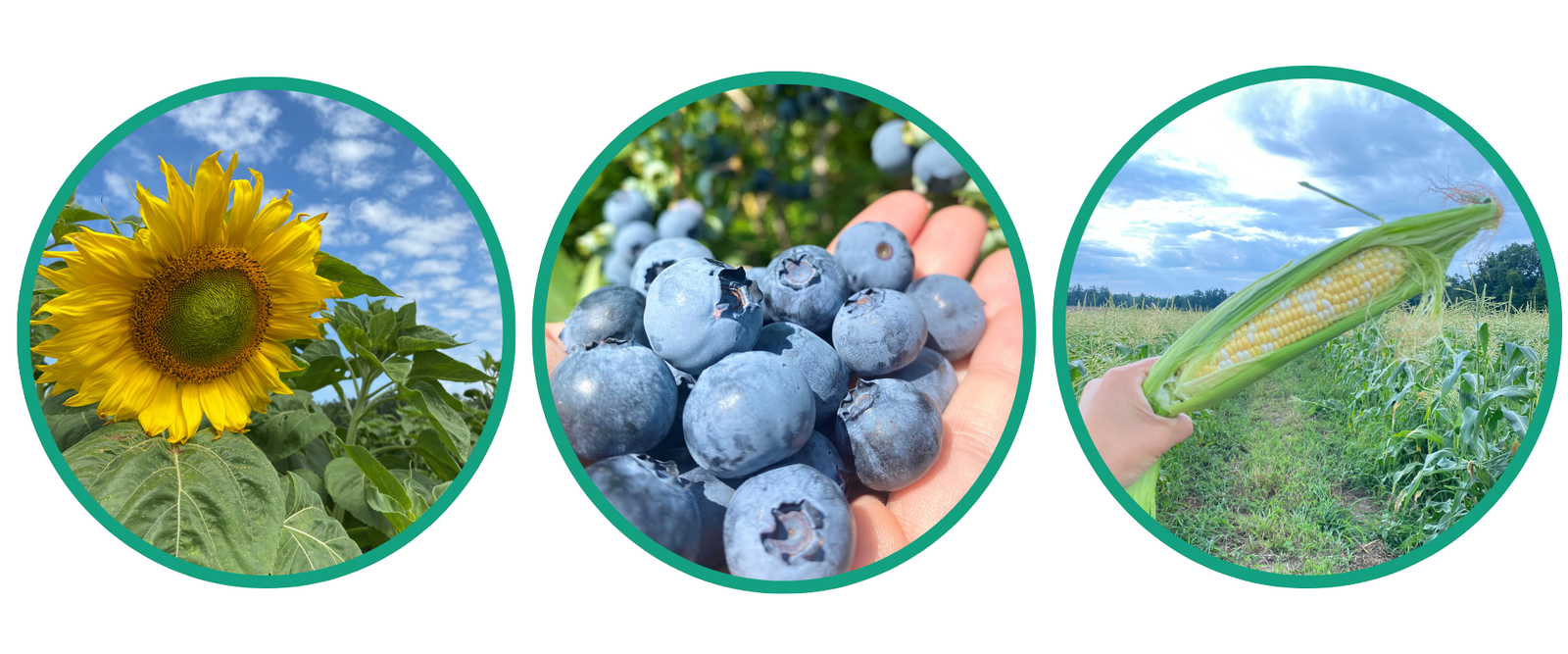 Sunflowers, Blueberries, Corn
