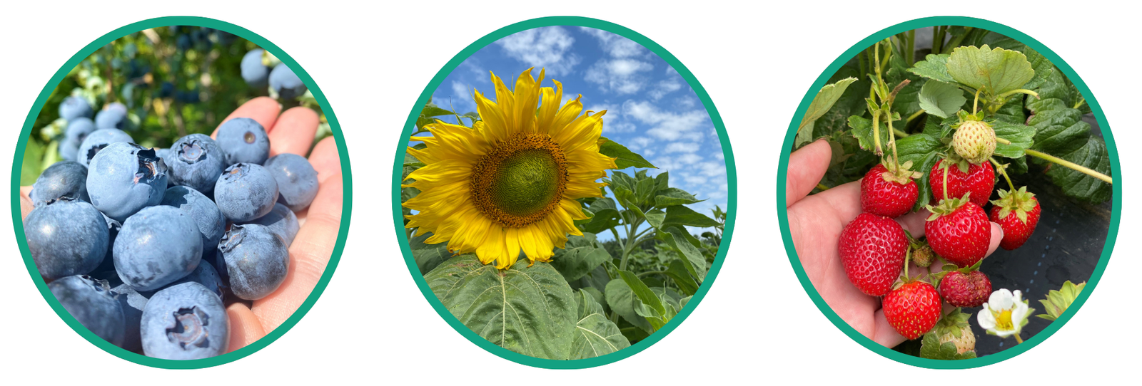 Blueberries Sunflowers Strawberries