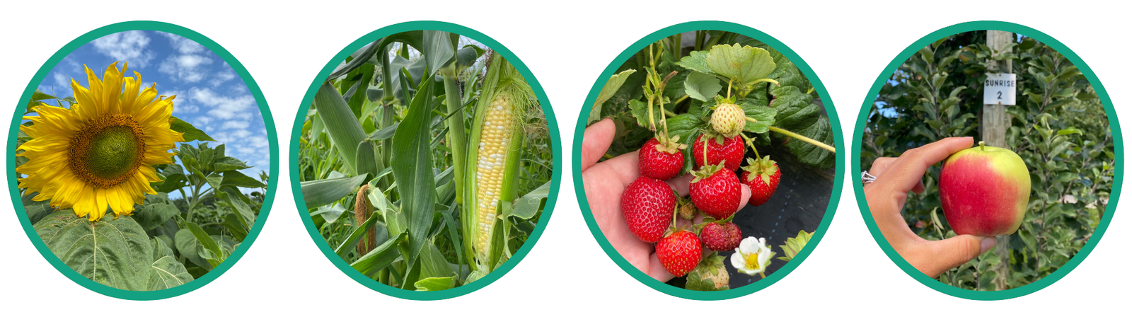 pick your own apples, strawberries, corn