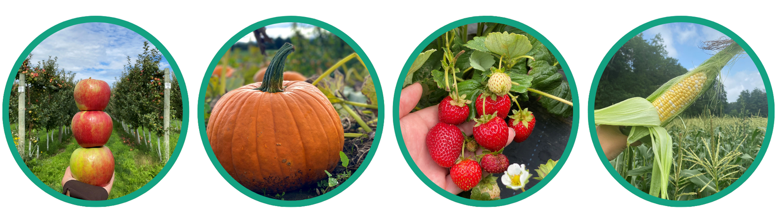pick your own apples, pumpkins, strawberries and corn