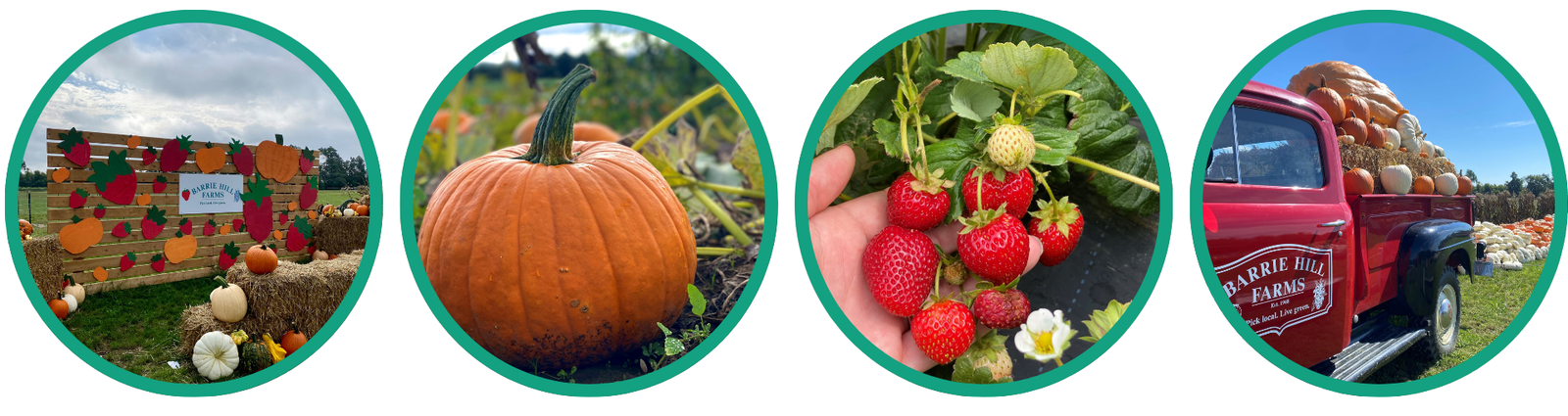 pick your own pumkinns, pick your own fall strawberries